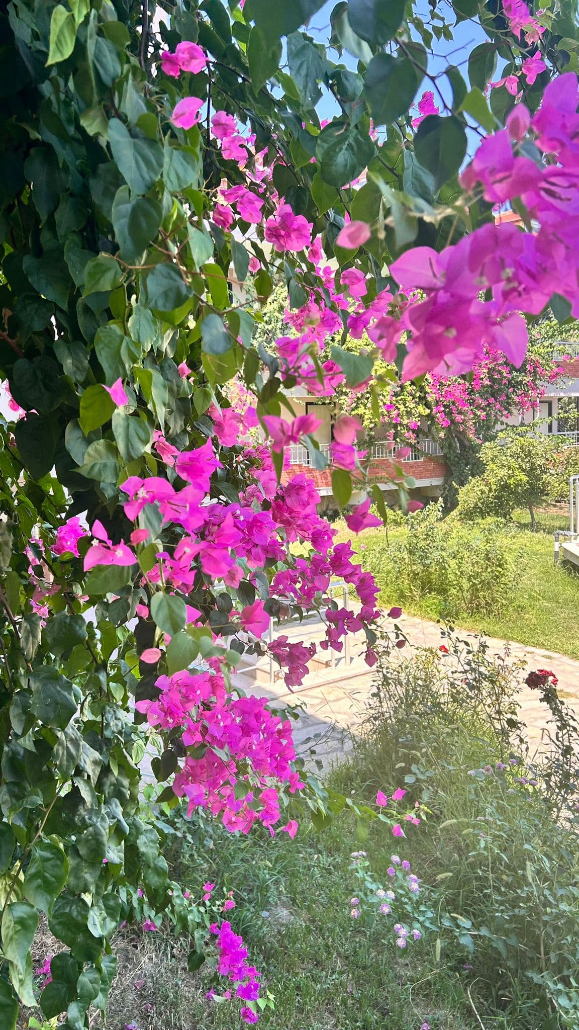 Dalyan Palmiye Resort galeri